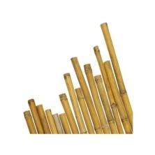 Picchetti per tracciamento barbatelle in bamboo