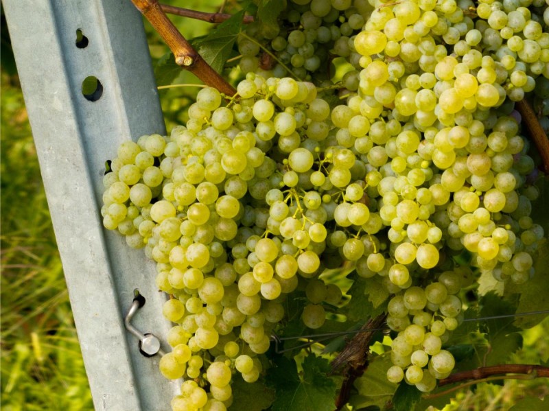 Palo infinity Corten 100x50 20/10 3,00h