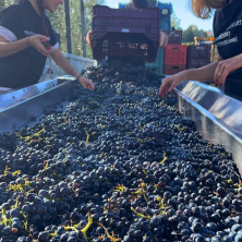 Cassa uva da vendemmia semichiusa sovrapponibile