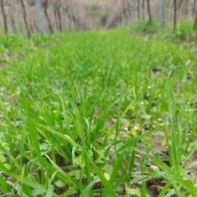 Mix Vignaviva Energy miscuglio semi 1 tn