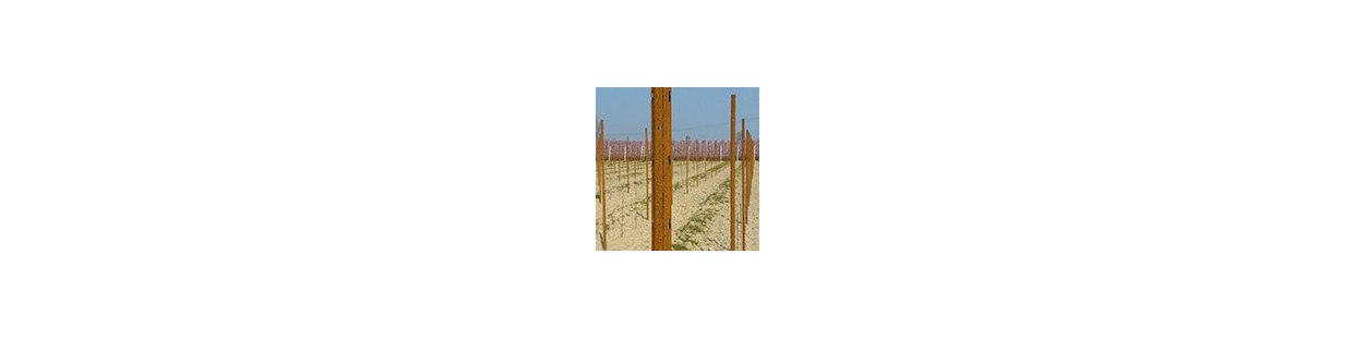 Vineyard poles - Steel, wood and prestressed concrete poles