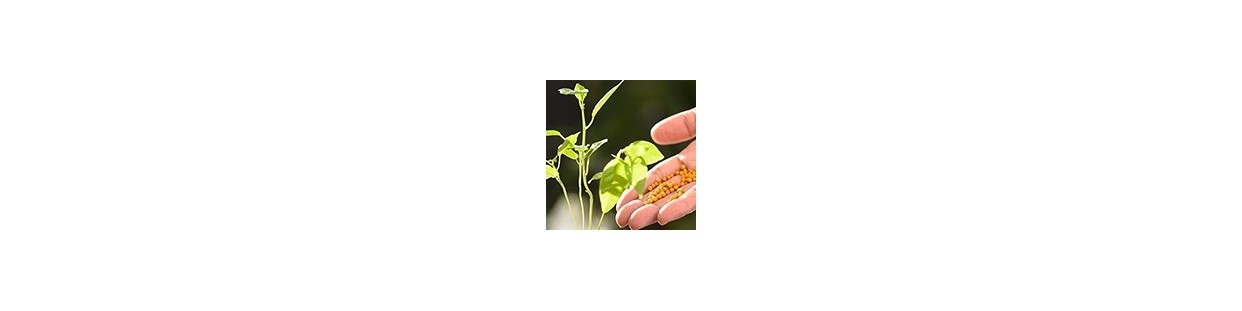 Fertilizzanti e semi | Concimi fogliari e convenzionali