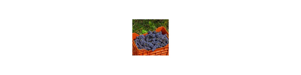 Grape harvest