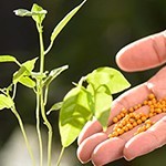 Fertilizers and seeds