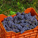 Grape harvest