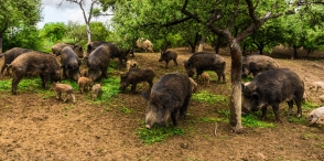 How to build an electric fence for wild boars? Easy step-by-step guide