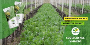Sovescio nel vigneto: lo fai anche tu?