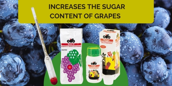 Potash-based fertilizers: ideal for increasing the sugar content of grapes!