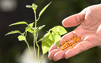 Fertilizers and seeds